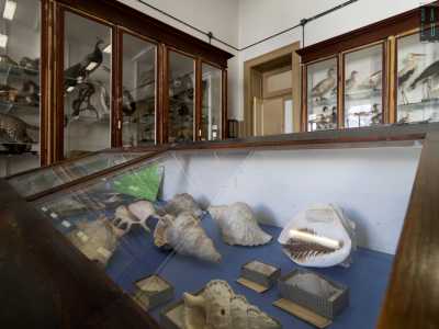 ...circondato da numerosi fossili che De Romita recuper� con pazienza nel corso della sua vita